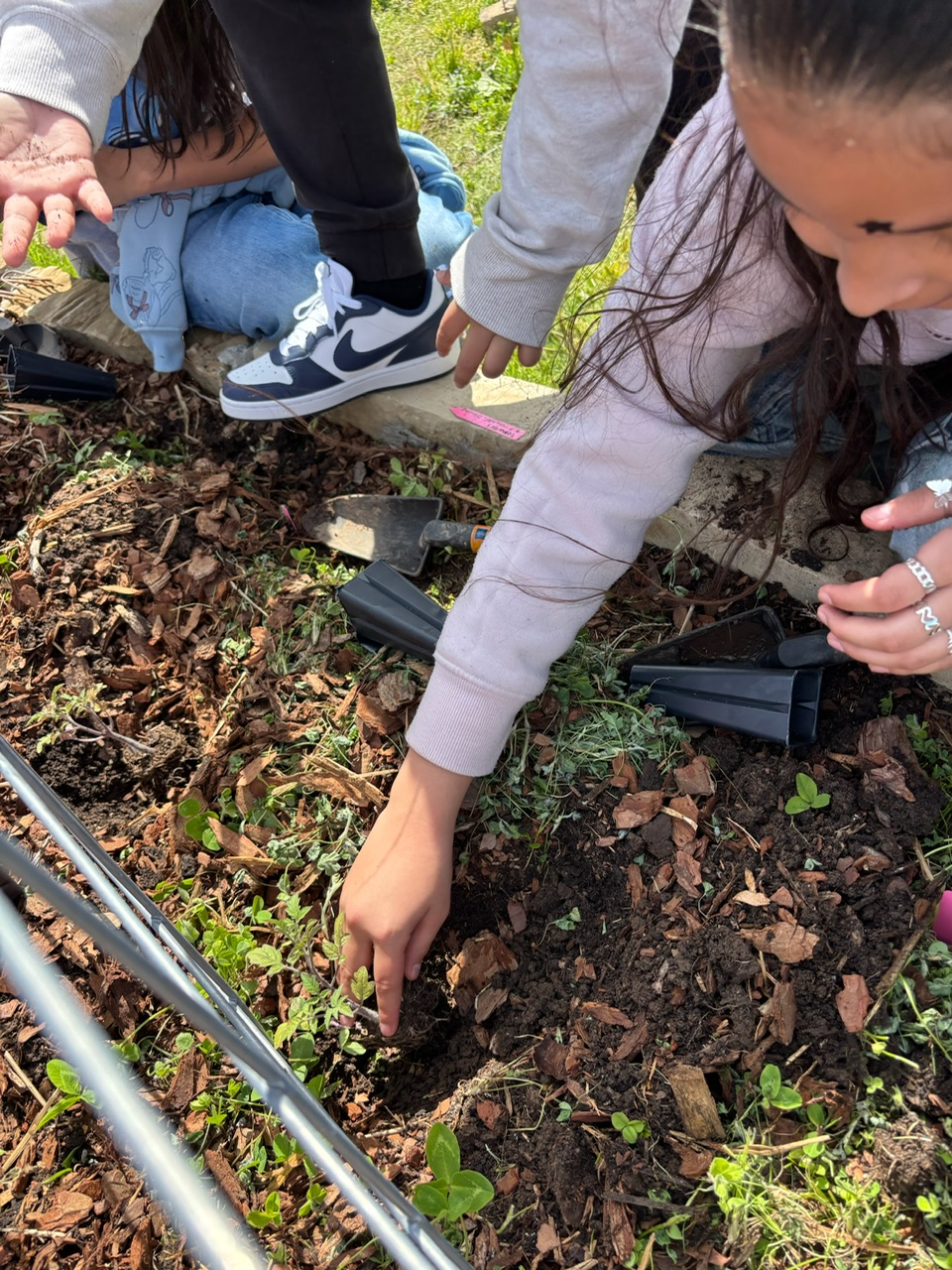 Close up image of children touching plants in school garden bed